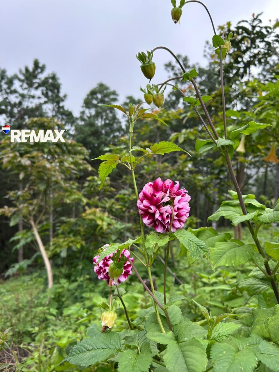 SE VENDE TERRENO EN LA ZONA ALTA-EL IZOTAL