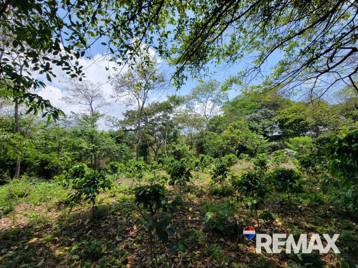 Santa Ana Land for Sale – 44 Manzanas Near Pricesmart (Only 4 KM!)