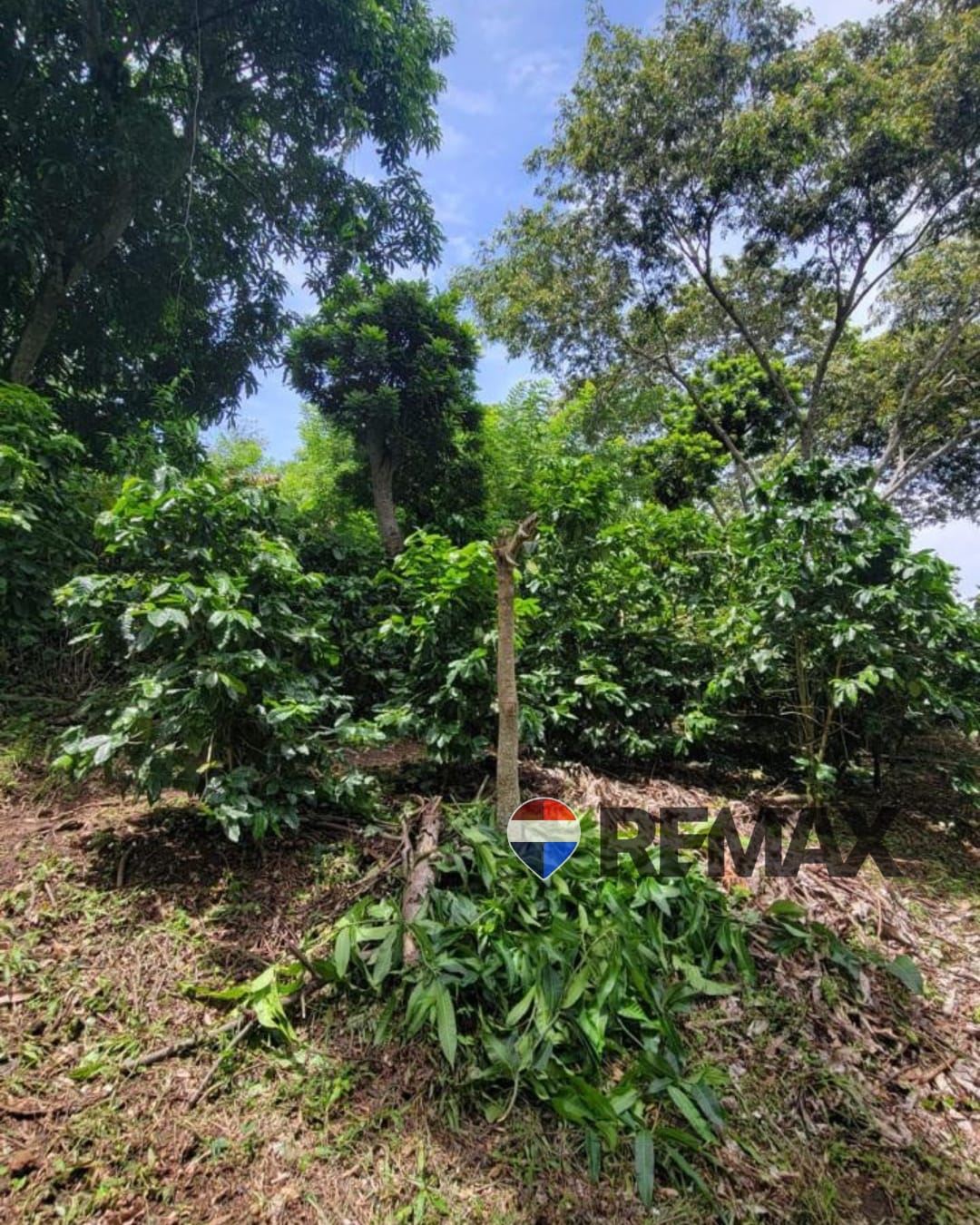 Land in San Martin Maryland