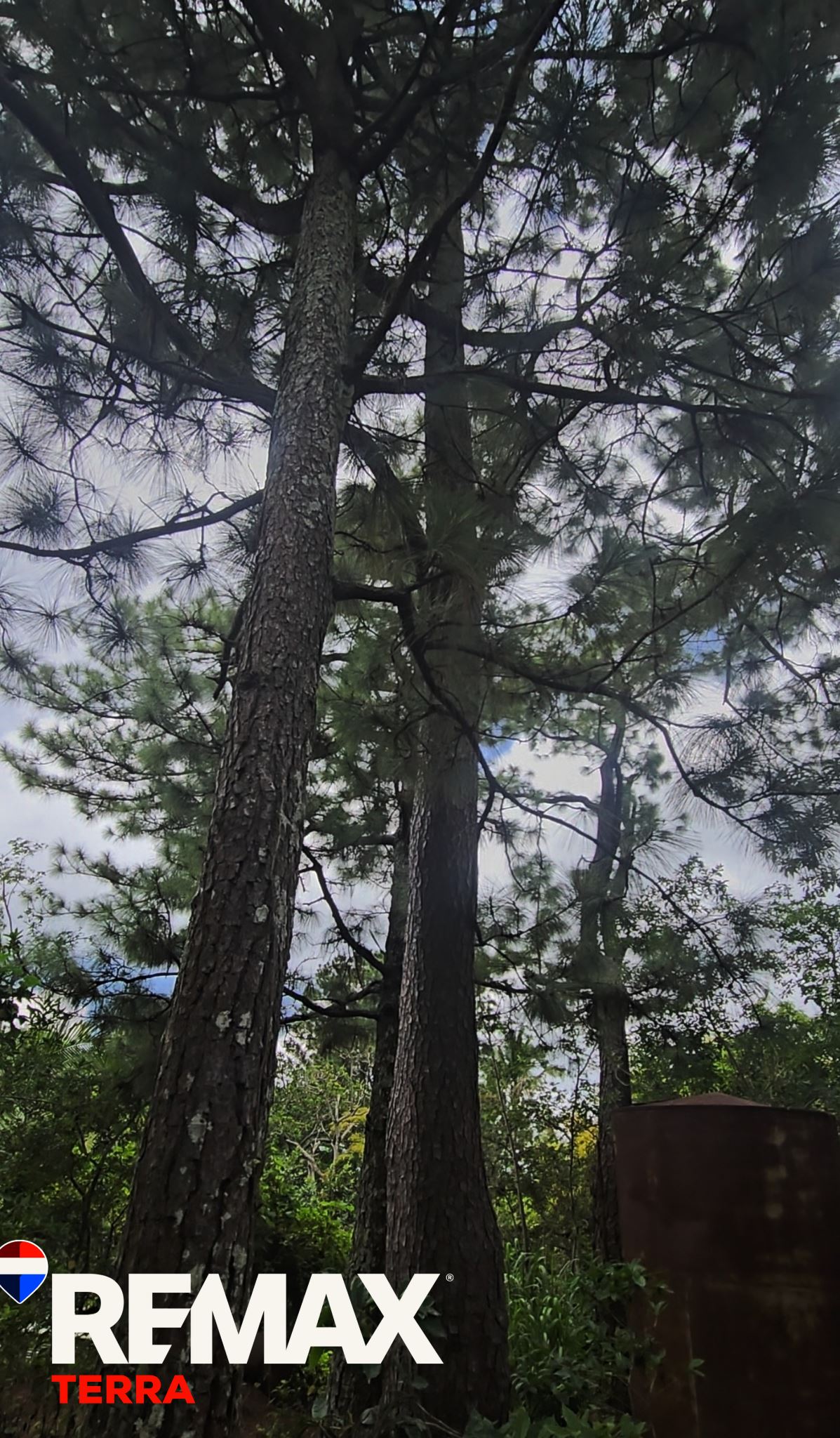 Coffee farm for sale