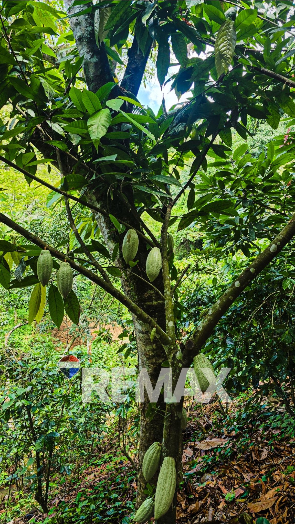 timber and fruit trees
