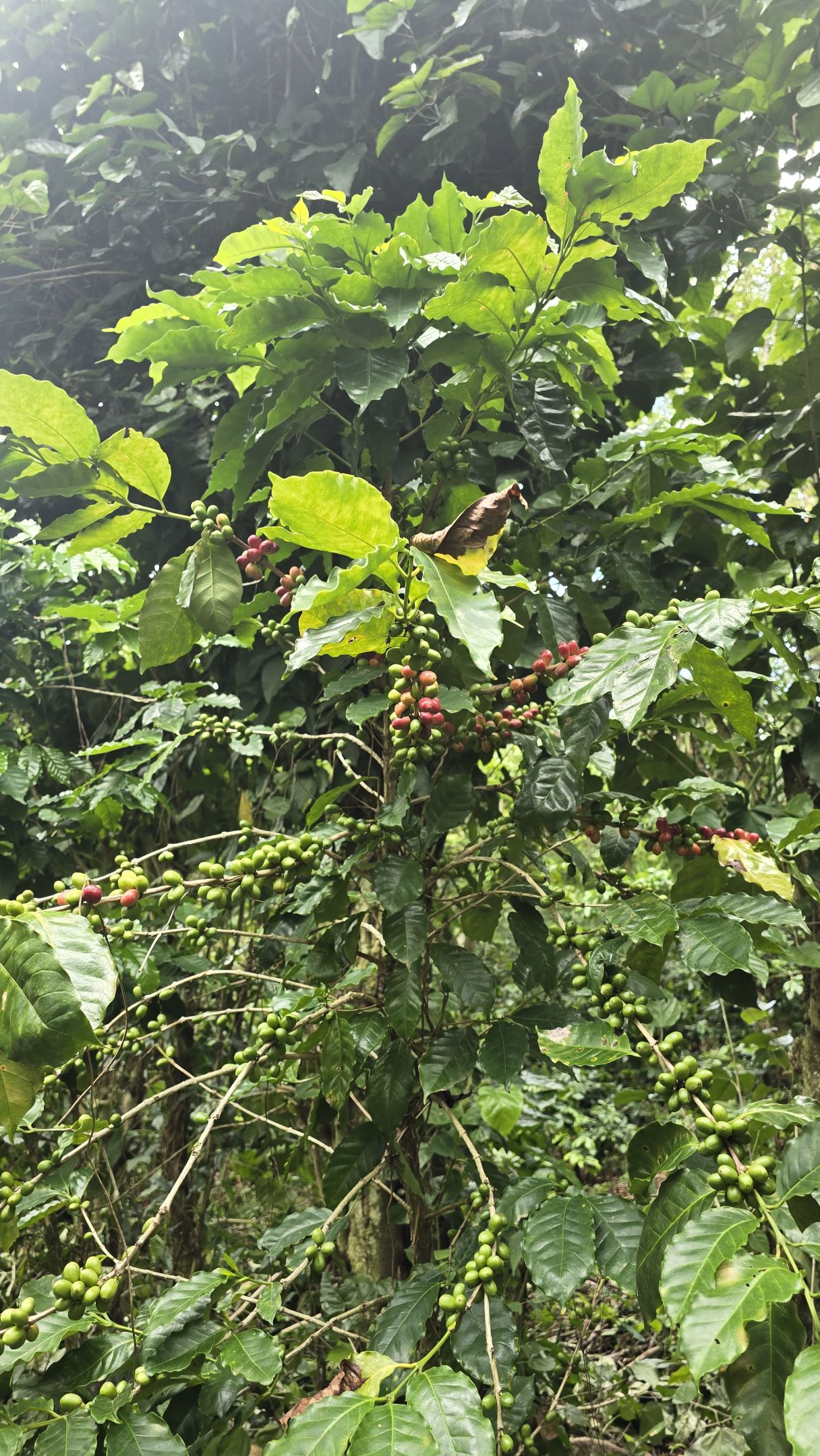 timber and fruit trees