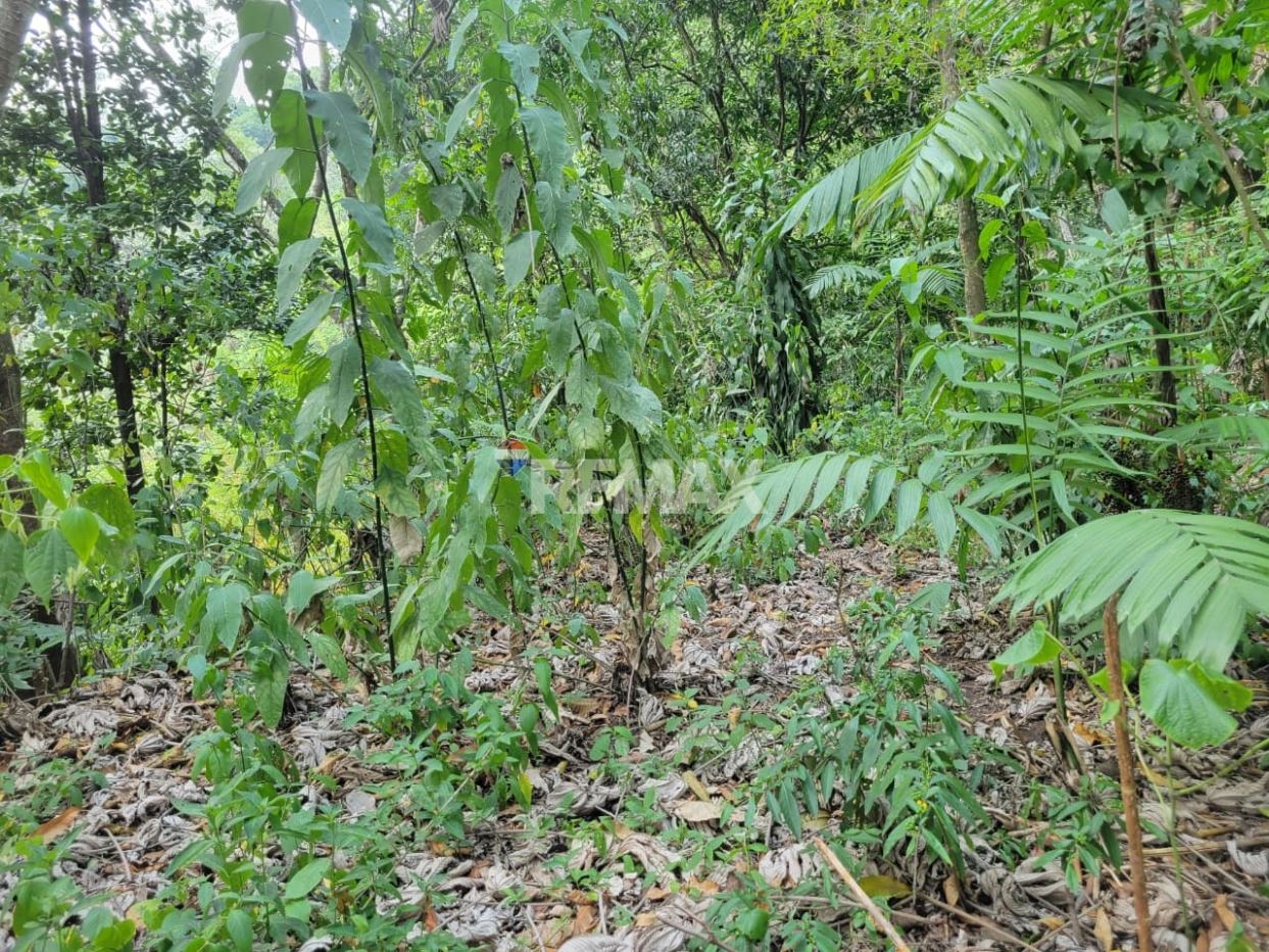 LOT FOR SALE. SANTO TOMÁS
